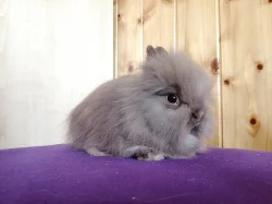 Zakrslí teddy králíčci - možnost dopravy po ČR